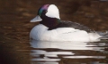 Buffelkopeend (male) 2012 - 02